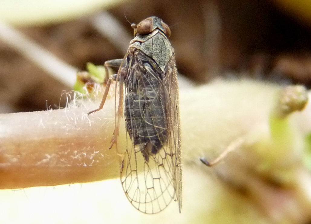 Ospiti delle formiche Myrmica: Cixiidae Reptalus sp.